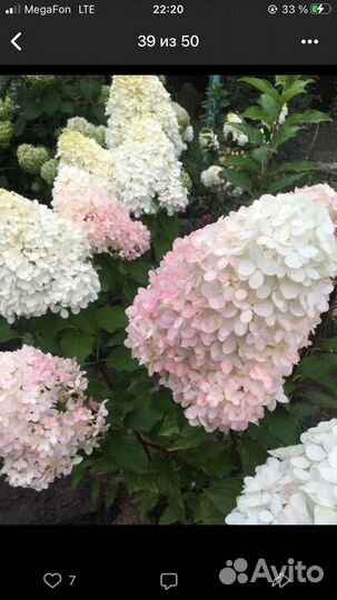 Гортензии метельч, крупнолистн, древовидные