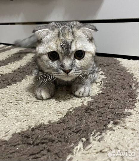 Шотландская вислоухая кошка бесплатно