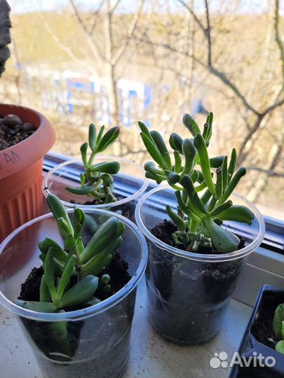 Крассула хоббит толстянка