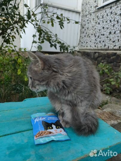 Кошечка в добрые руки