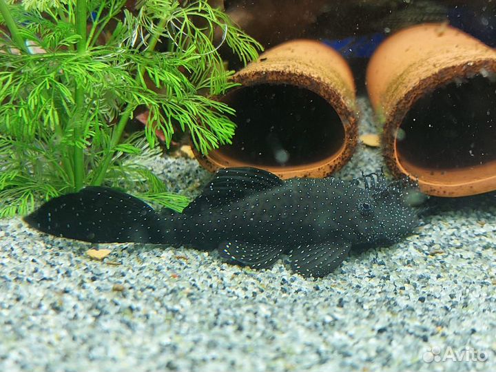 Сом анцитрус.l181 звезчатый номерной