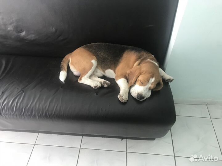 Собака бигль