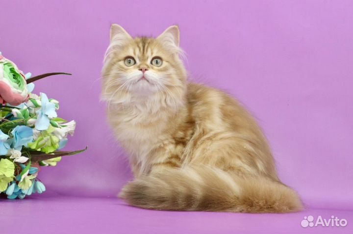 Кот blh by12(22) шоколадная золотая шиншилла