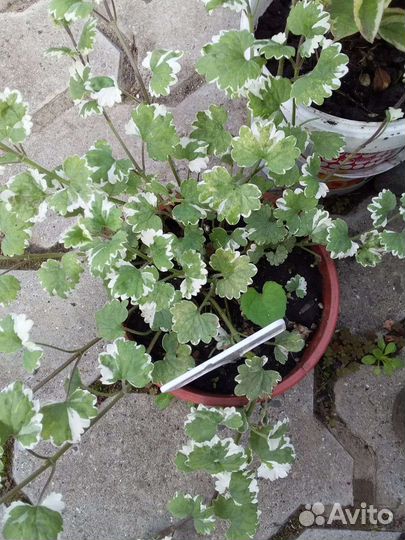 Многолетние цветы