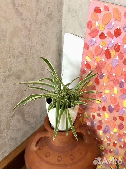 Хлорофитум