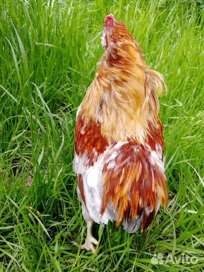 Араукана, петухи