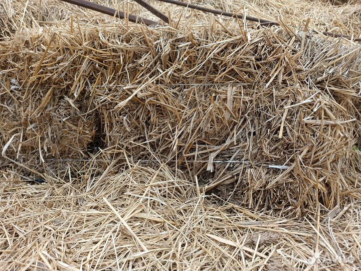 Сено солома в тюках
