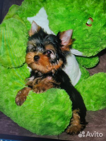 Йоркширский терьер