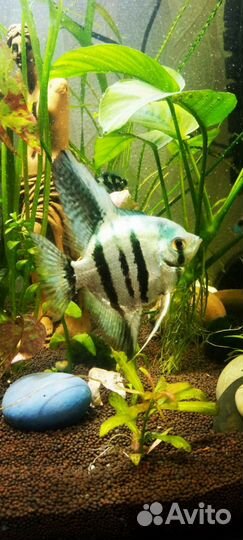 Скалярия Голубой ангел,пара. Цихлида