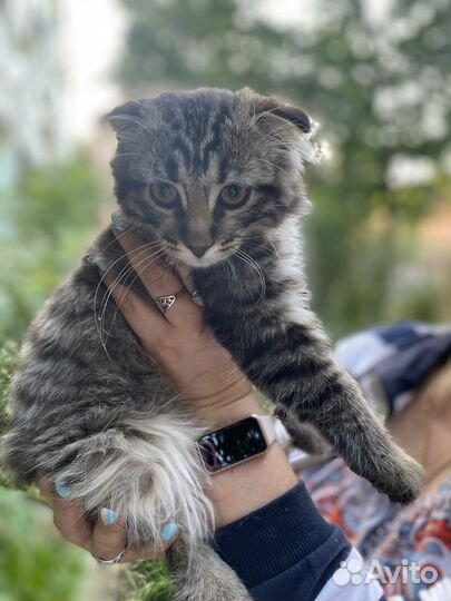 Британская кошка