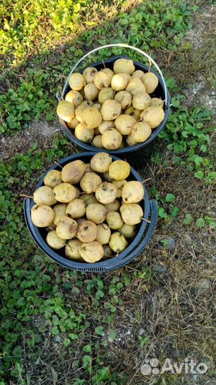 Груши домашние