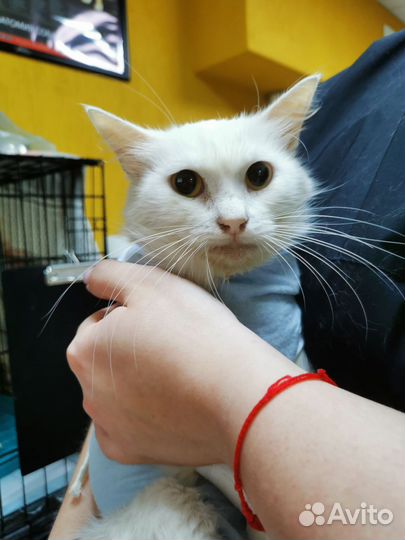 Кошка в добрые руки