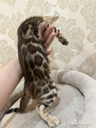 Бенгальские котята
