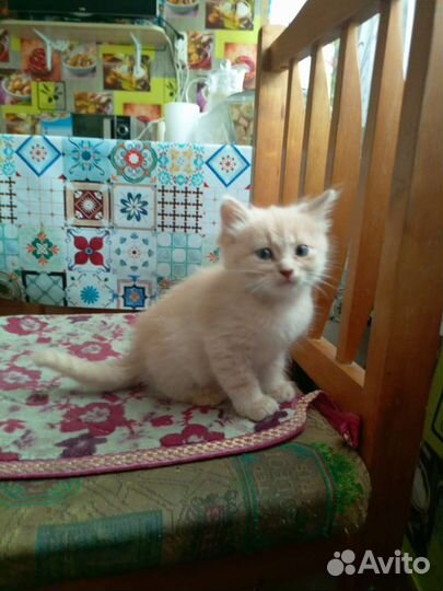 Кошка в дар бесплатно