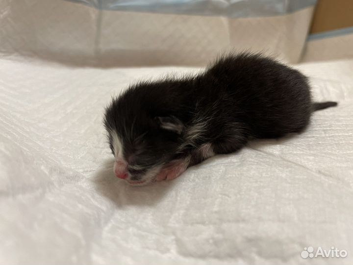 Котенок бесплатно