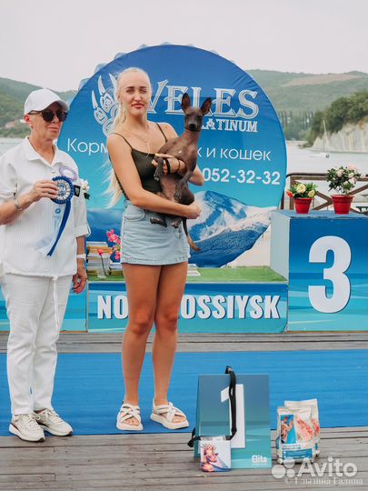 Щенки ксолоитцкуинтли