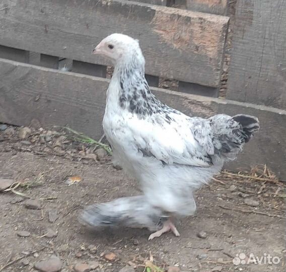 Цыплята Брама