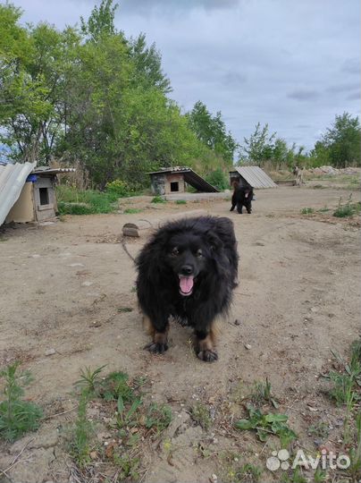 Собаки бесплатно