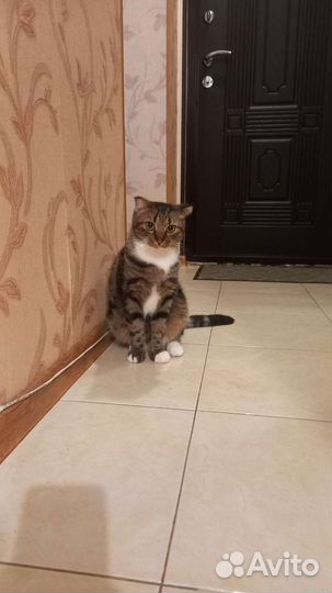Кошка