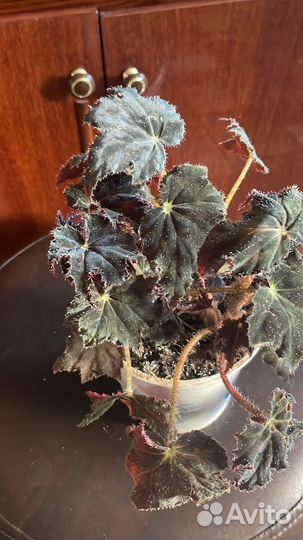 Комнатные растения