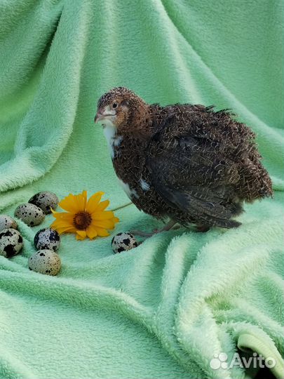 Перепела инкубационное яйцо