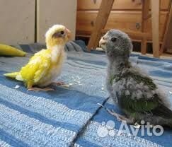 Выкормыши корелл