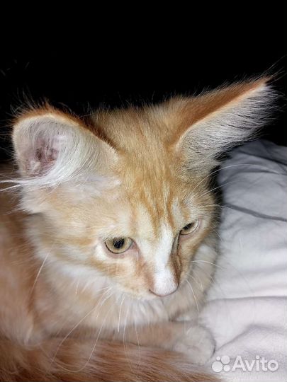 Кошка в дар бесплатно