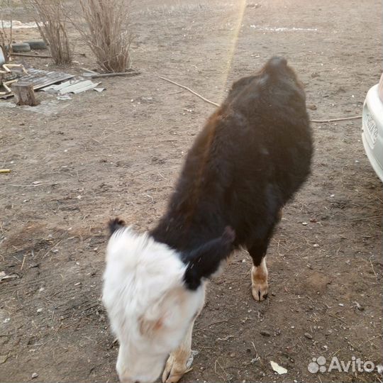 Корова дойная Телки Бычки