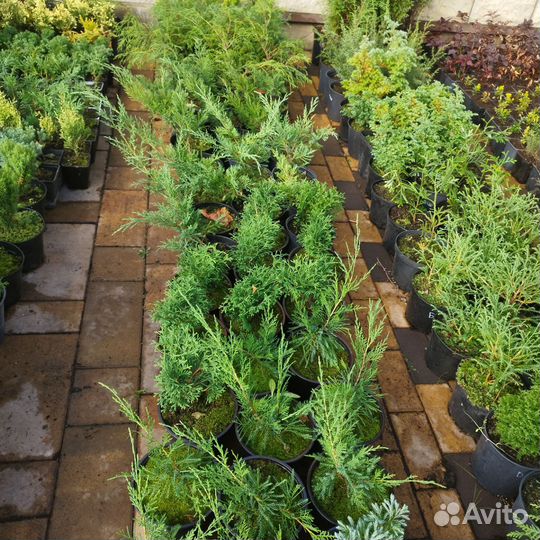 Можжевельник,туи, кипарисовик