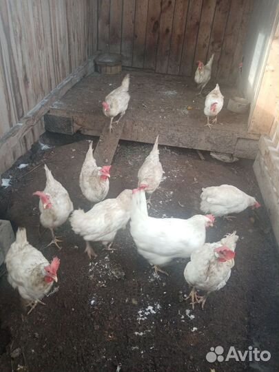 Куры несушки