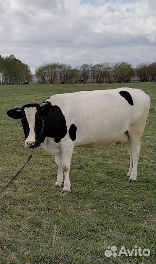 Продаю корову