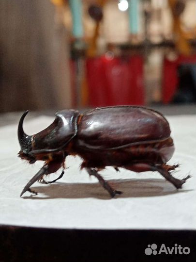 Жук носорог