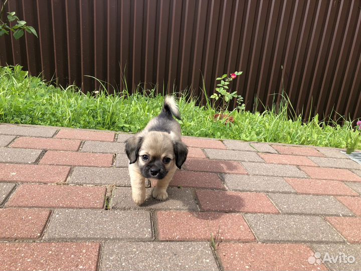 Щенки Чихуахуа длинношерстные