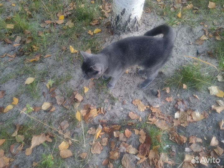 Британская кошка бесплатно