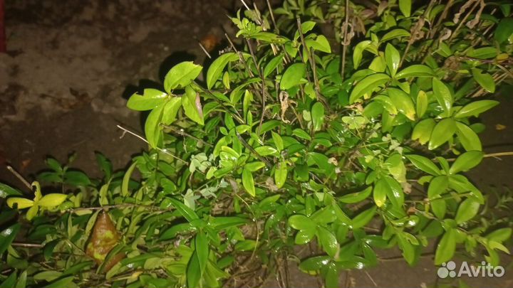 Флокс столононосный