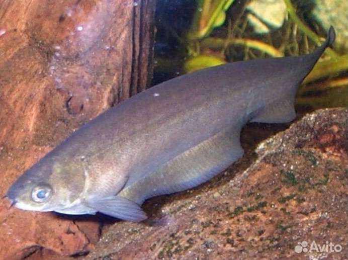 Рыба растения улитки декорации