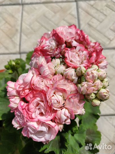 Пеларгония, герань розебудная DenisSutarve