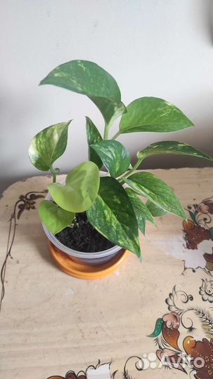 Лиана Сциндапсус