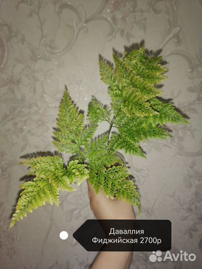 Drynaria sp, Микросорум, даваллия Fejeensis