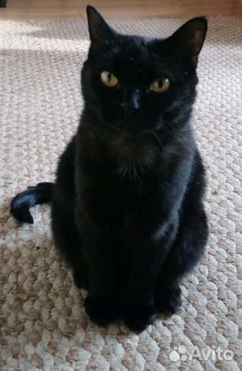Черная кошка в дар 1,5 года стерилизована