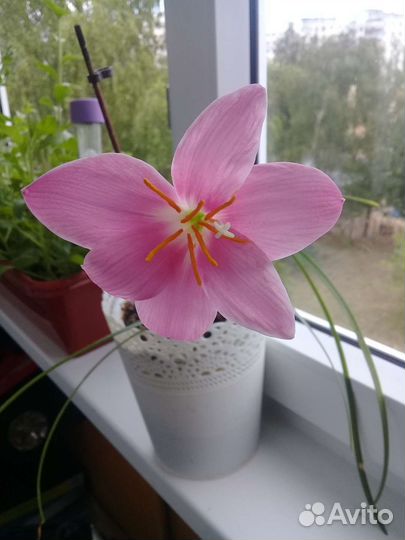 Зефирантес розовый и белый