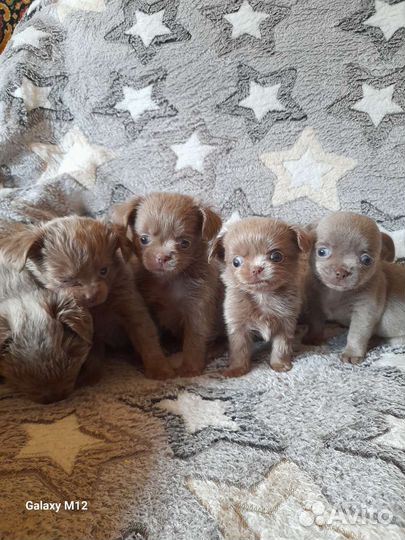 Игрушки без батареек
