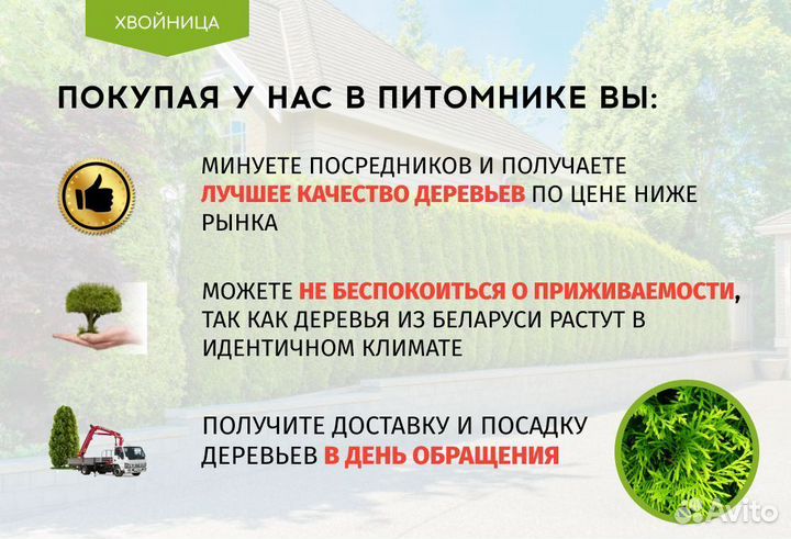 Туя Брабант 1,5 м