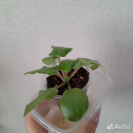 Сортовые фиалки(детки)