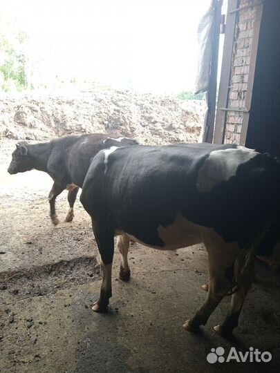 Продается готовый бизнес молочного направления