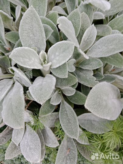 Растения цветы для сада