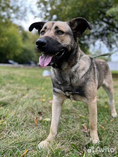 Пёс Кайзер ищет семью