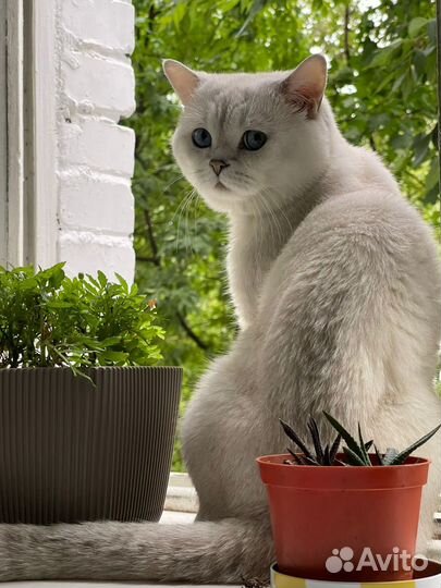 Шотландская прямоухая порода кота