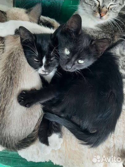 Котята в добрые руки