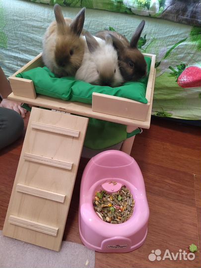 Декоративные Крольчата львиноголовые